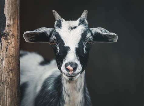 Keeping Sheep And Goats Together — Mossygoat Farm