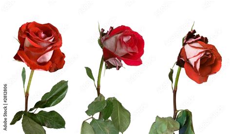 three stages of withering of a rose Stock Photo | Adobe Stock