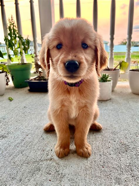 Royal Golden Retrievers Golden Retriever Puppies For Sale In Cape