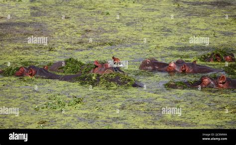 Flu Pferd Und Blaustirn Blatth Hnchen Hippopotamus And African Jacana