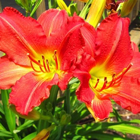 Chicago Apache Daylily For Sale Online The Tree Center