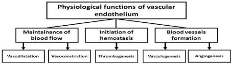 Figure From Role Of Vascular Endothelium In Hypertension