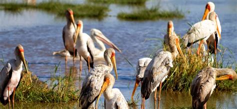 Days Kenya Birding Safari Kenya Safari Tours Explore Kenya