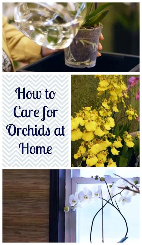 How To Care For Orchids At Home Orchid Care Orchids Growing Orchids