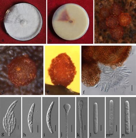 Calonectria Ilicicola Facesoffungi Number FoF 11342 Faces Of Fungi