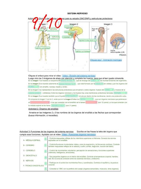 Worksheet Sistema Nervioso | PDF 