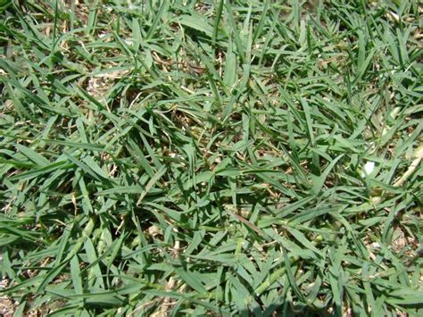 Bermuda Grass Cynodon Dactylon Feedipedia