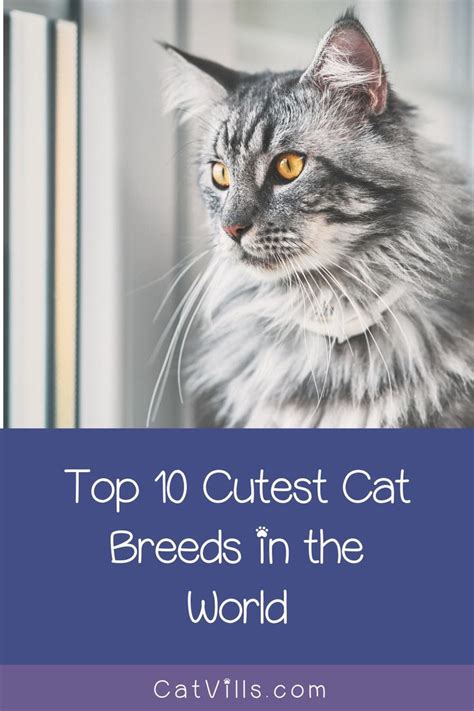 cutest cat breeds  guide    adorable breeds cat breeds