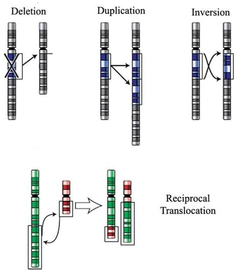 Chromosomal Mutations Pros And Cons Of Mutations Types Examples