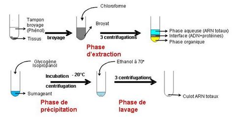 Figure n 59 Procédure d extraction des ARN totaux Download