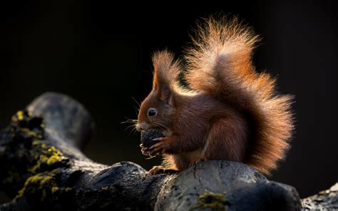 Beim fressen Eichhörnchen beim fressen von einer Schwarznu Stephan