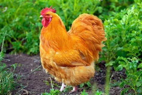 Orpington Chicken: Breed Info, Traits, Pictures & Facts