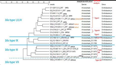 Maldi Tof Ms Cluster Analysis Vs 16s Rdna Nucleotide Sequences