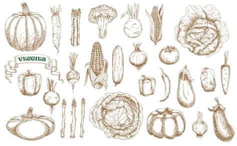 Premium Vector Farm Vegetables Sketch Set Vector Veggies