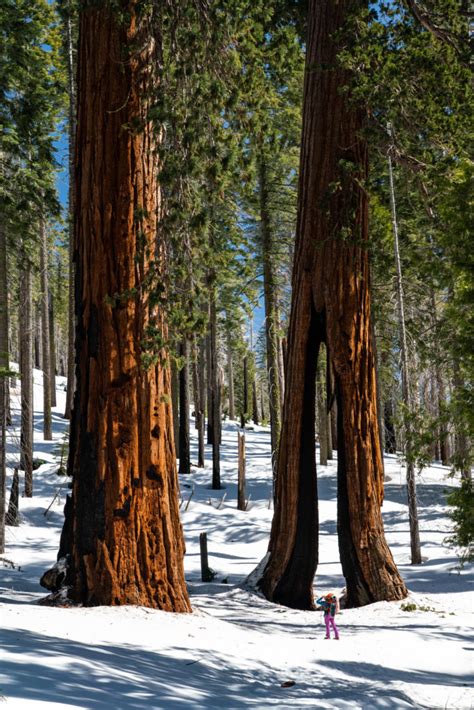 Backpacking Mariposa Grove, Yosemite National Park - littlegrunts.com