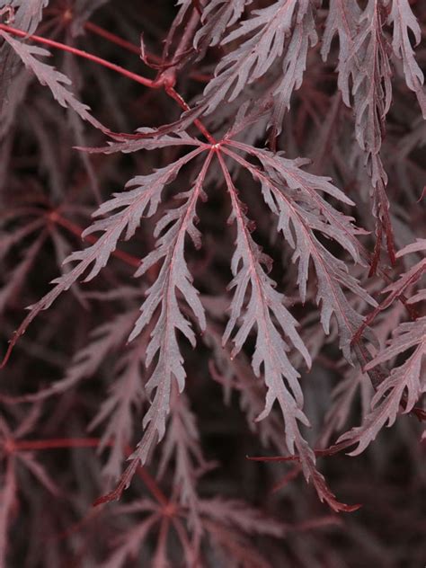 Tamukeyama Japanese Maple J Frank Schmidt Son Co