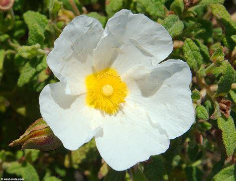 Cistus salvifolius