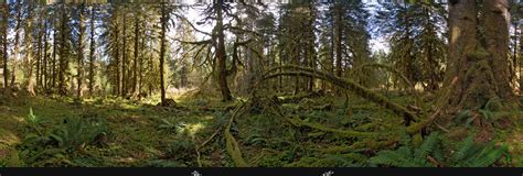 Temperate rainforest Olympic Peninsula, Washington 360 Panorama | 360Cities