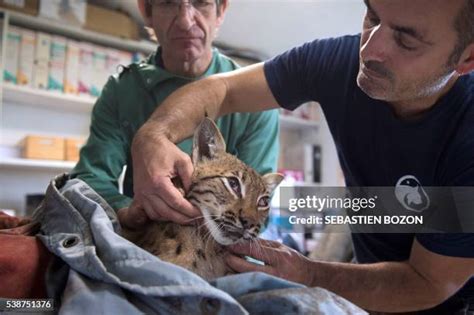 215 Gps Collar Stock Photos, High-Res Pictures, and Images - Getty Images
