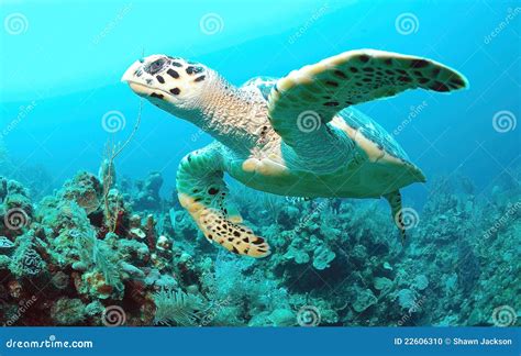 Hawksbill Sea Turtle Royalty-Free Stock Photography | CartoonDealer.com ...