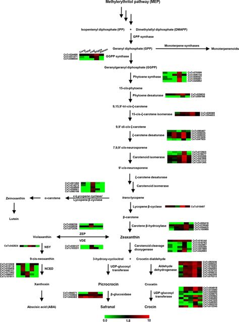 Schematic Representation Of Apocarotenoid Biosynthetic Pathway And Gene