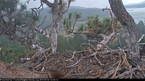 Big Bear Bald Eagle Nest Cam | Nest cam, Eagle nest, Bald eagle