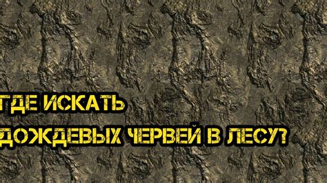 СМОТРЕТЬ.ЧЕРВИ. дождевой червь.ГДЕ. ИСКАТЬ. ДОЖДЕВЫХ ЧЕРВЕЙ В ЛЕСУ ...