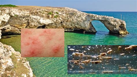 Allarme Alga Tossica In Puglia Le Ultime Notizie E Le Zone Rosse