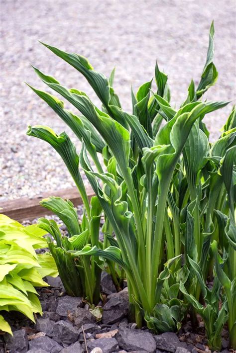 Funkie 'Praying Hands' | Wissen & Shop | Hosta 'Praying Hands ...
