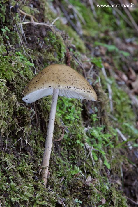 Fungo Da Determinare Natura Mediterraneo Forum Naturalistico