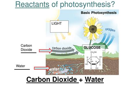 PPT - Photosynthesis PowerPoint Presentation, free download - ID:5637500