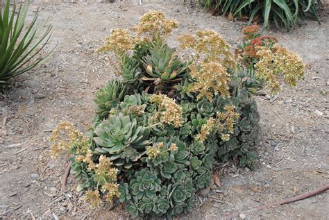 Cactus vs. Succulents | Rice Canyon Demonstration Gardens