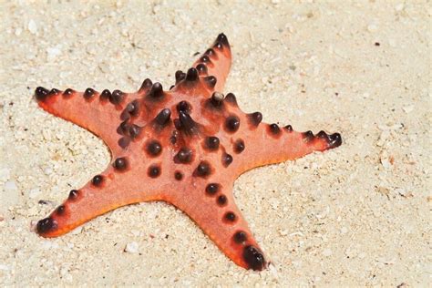 Starfish Pictures - AZ Animals