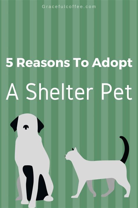 5 Reasons To Adopt A Shelter Pet Adoption Kids