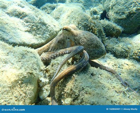 Octopus Vulgaris, Common Octopus Hunting. Stock Image - Image of ...