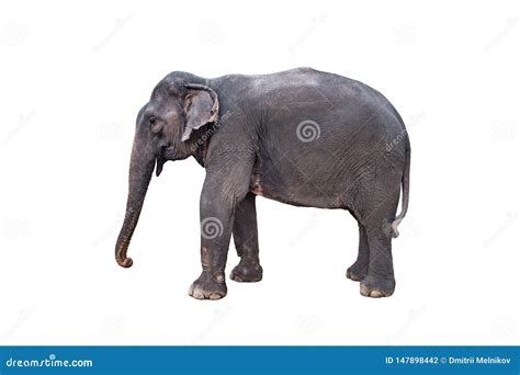 Elephant Isolated On White Background Standing Elephant Full Length