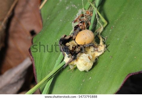 Velvet Spider Stegodyphus Tibialis Female Eresidae Stock Photo