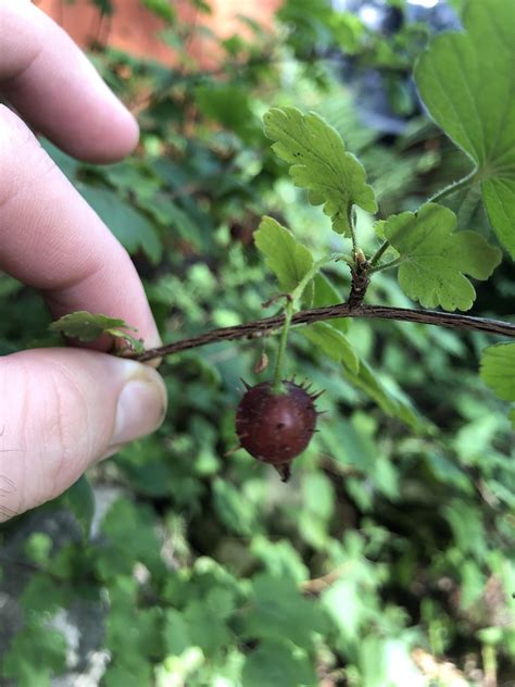 Southern Ontario thorny berries : r/PlantIdentification