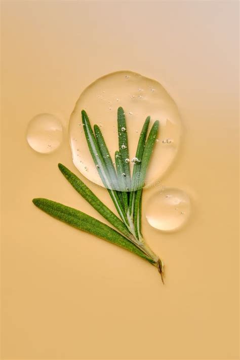 Drops Of Serum And A Branch Of Fresh Rosemary On A Beige Nude Background Stock Photo Image Of
