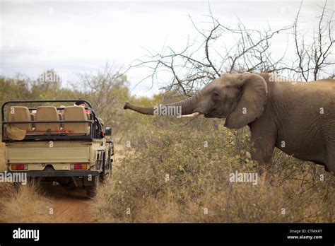 An Elephant Walking Towards A Safari Vehicle Pondoro Game Lodge