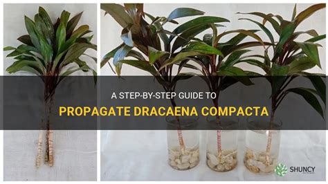 A Step By Step Guide To Propagate Dracaena Compacta ShunCy