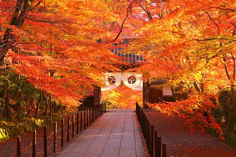 光明寺 紅葉