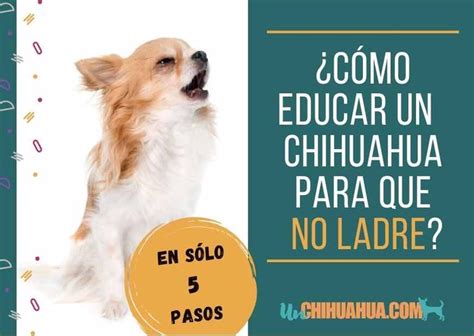 C Mo Educar A Un Perro Chihuahua Para Que No Ladre Un Chihuahua