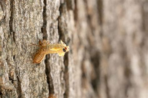 Cicada Double Brood Event What To Expect As Trillions Of Bugs Emerge