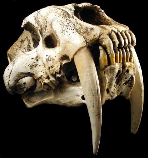 Fossils Stunning Full Size Smilodon Fatalis Sabre Tooth Cat Fossil