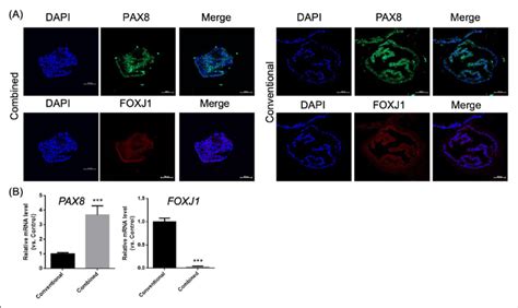 Immunohistochemistry Of Organoids Cultured In Different Mediums PAX8