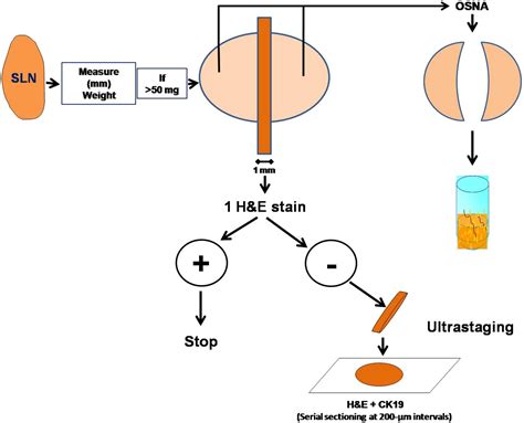 One Step Nucleic Acid Amplification Osna For The Detection Of