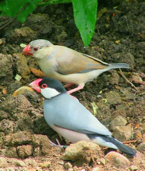 Popular Types of Pet Finches for Bird Lovers