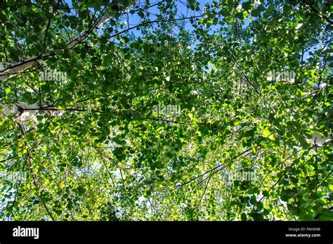 Tronc d arbre éclaté Banque de photographies et dimages à haute