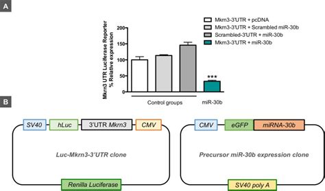 Hypothalamic MiR 30 Regulates Puberty Onset Via Repression Of The